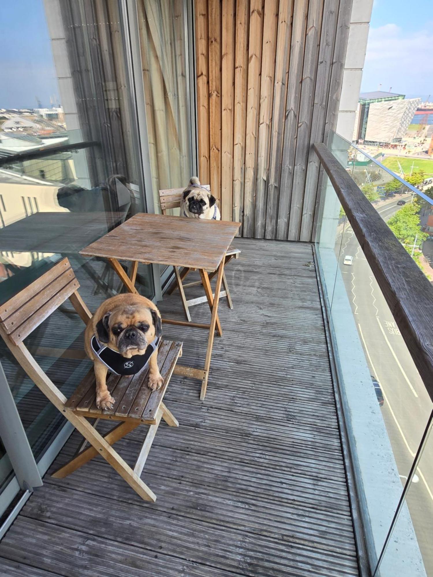 Benji & Milos Apartments Belfast Exteriér fotografie